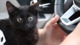 кот