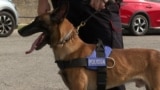 Police dog, Bozaj border crossing, Montenegro, entry from Albania
