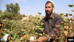 An Afghan man collects cotton on the outskirts of Jalalabad.