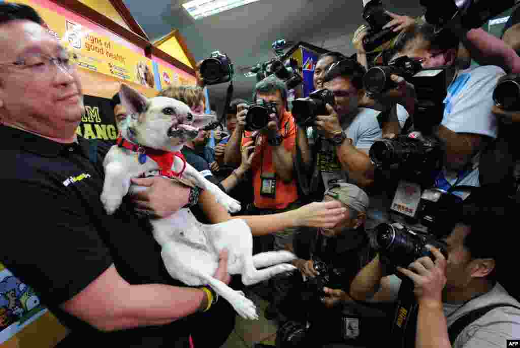 Filipino veterinarian Anton Lim (left) carries a 2-year-old mongrel dog named Kabang while photographers take photos during a press conference in Manila. Kabang returned to the Philippines to a hero&#39;s welcome following surgery in the United States to reconstruct her face. The dog lost its snout and upper jaw in a road accident in 2011 when she supposedly put herself in harm&#39;s way to save two girls from being struck by a motorcycle. (AFP/Ted Aljibe)