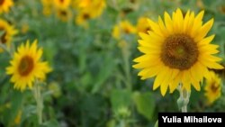 Lan de floarea-soarelui lângă Bacioi