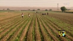 نگاهی به طرح‌های رفع موانع تولید کشاورزی در ایران