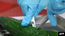 A biologist tests a cucumber in Rostock, in northeastern Germany.