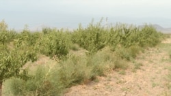 Չորացող նուշի այգիներ․ 4.5 միլիոն դոլարանոց ներդրումը՝ մոլախոտերի տակ