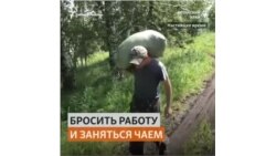 Бывший журналист и строитель с семьей собирает Иван-чай в горах Алтая