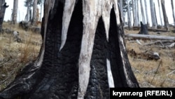 Последствия пожара в околицах Ялты. Иллюстративное фото