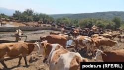 Krdo goveda na Suvoj Planini, Srbija, jul 2025. 