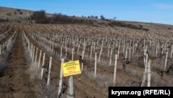 Старые виноградники агрофирмы «Золотая балка», март 2019 года