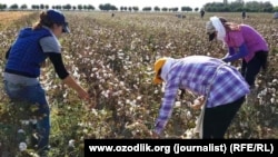 Ҷамъоварии пахта дар Самарқанд. Акс аз соли 2015