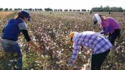 Radnici beru pamuk u regionu Samarkand u Uzbekistanu (arhivska fotografija)