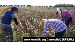 Radnici beru pamuk u regionu Samarkand u Uzbekistanu (arhivska fotografija)
