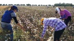 Workers pick cotton in Uzbekistan's Samarkand region (file photo)