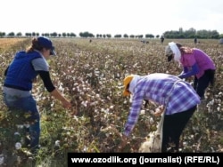 Uzbek citizens often spend weeks on end bringing in the cotton harvest (file photo).