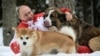 Владимир Путин на прогулке с собаками Баффи и Юмэ - подарками премьер-министров Болгарии и Японии 