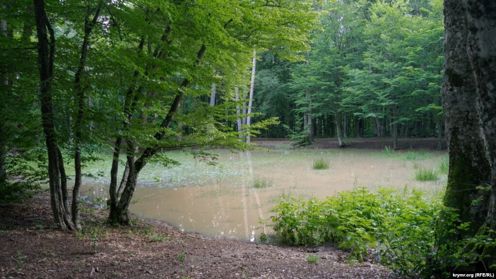 После недавних ливней в лесной ложбине образовалось озерцо, на котором слышалось «песнопение» лягушек 