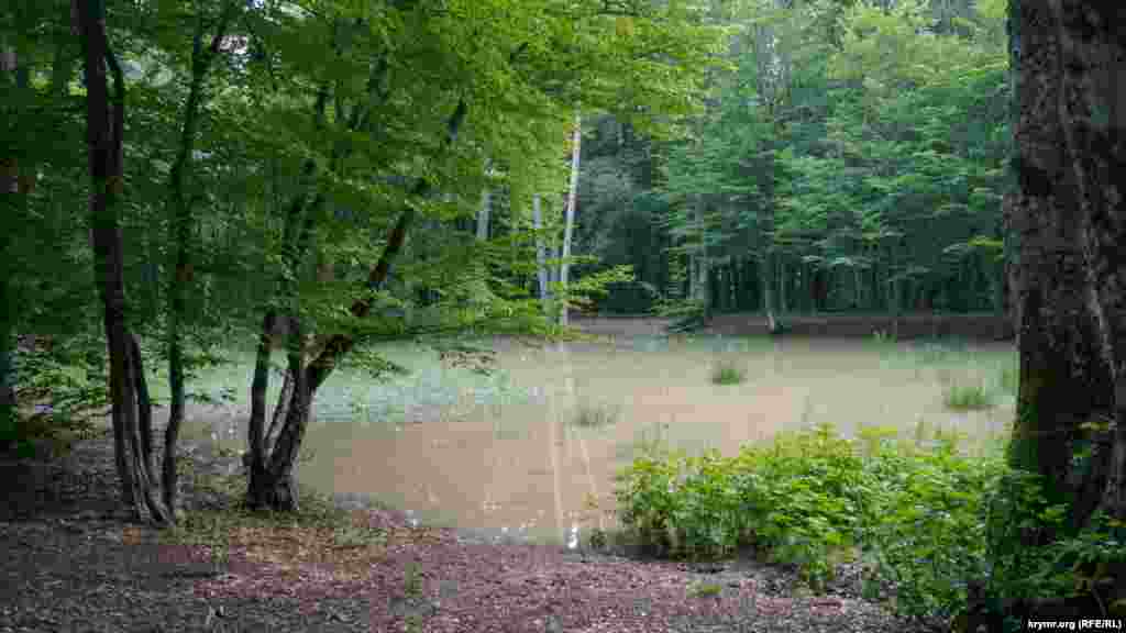 Після нещодавніх злив у лісовій балці утворилося озерце, на якому чути &laquo;спів&raquo; жаб