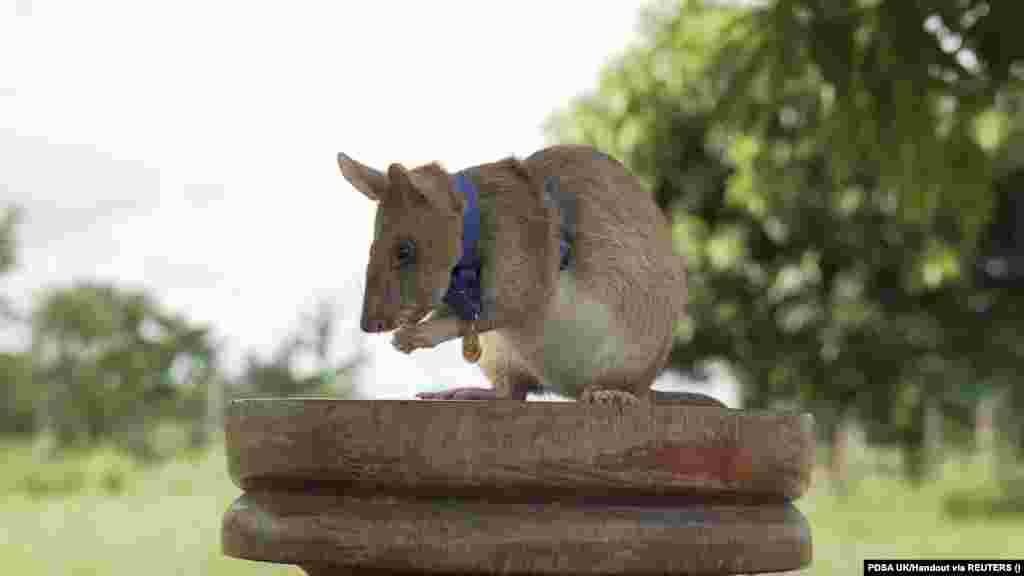 Georgia -- CAMBODIA-LANDMINES/RAT🥇 გაიცანით გმირი ვირთხა მაგავა. მაგავას მიწაში ჩაფლული ნაღმების აღმოჩენისთვის ცოტა ხნის წინ ოქროს მედალი გადაეცა.&nbsp;გიგანტური ვირთხა ბრიტანულმა ვეტერინარულმა საქველმოქმედო ორანგიზაციამ PDSA-მ დააჯილდოვა მაგავა კამბოჯაში მოღვაწეობს, სადაც სამოქალაქო ომის და კონფლიქტების შემდეგ მიწაში მილიონობით ნაღმი შემორჩა და აფეთქებებს ყოველწლიურად ათობით ადამიანი ეწირება.&nbsp; კამბოჯაში განაღმვითი სამუშაოები დღემდე აქტიურად მიმდინარეობს. სწორედ განაღმვითი სამუშაოებისთვის გაწვრთნეს გიგანტური ვირთხა მაგავა, რომელიც საშუალო ვირთხაზე მეტს იწონის, თუმცა არა იმდენს, რომ ნაღმზე გადავლის შემთხვევაში აფეთქდეს.&nbsp; მაგავამ 7 წლის განმავლობაში 39 მიწაში ჩაფლული ნაღმი და 28 აუფეთქებელი საბრძოლო მოწყობილობა აღმოაჩინა.&nbsp; მას ჩოგბურთის მოედნის ტოლი ტერიტორიის შემოწმება 30 წუთში შეუძლია, როდესაც იგივე ზომის ტერიტორიას სპეციალური დეტექტორით აღჭურვილი ადამიანი ოთხ დღეს ანდომებს. 📸 PDSA UK/Handout vi