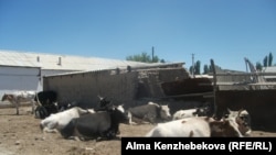 В Узбекистане довольно часто встречаются случаи заражения сибирской язвой от мяса и крови больного скота.