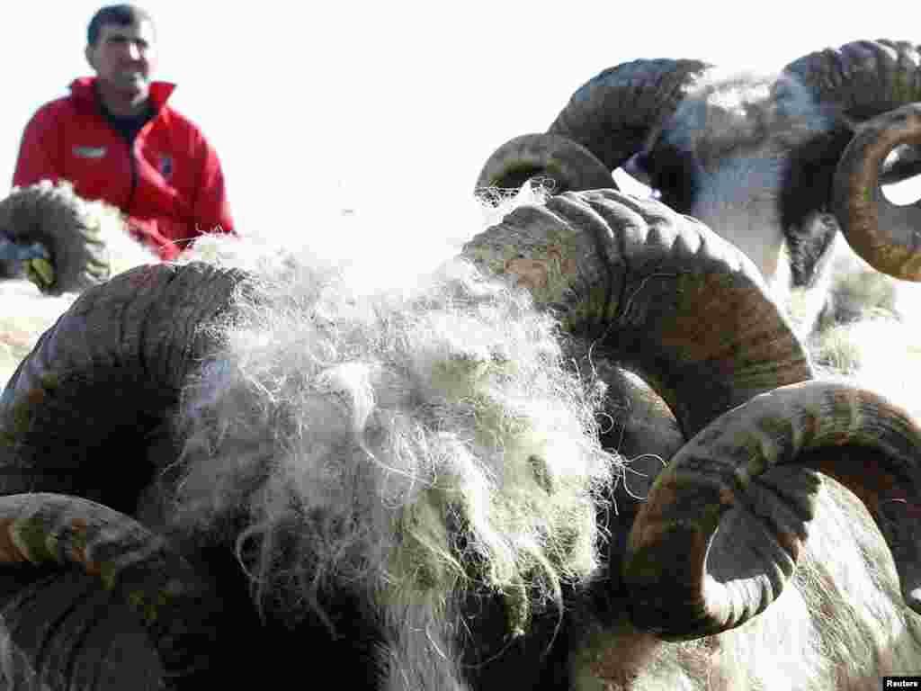 A man waits to buy a ram at a market in the Sarajevo neighbourhood of Stup ahead of the Eid al-Adha holiday on November 15. Muslims around the world celebrate Eid al-Adha by slaughtering sheep, goats, and cows to commemorate Abraham's willingness to sacrifice his son on God's command. Photo by Danilo Krstanovic for Reuters