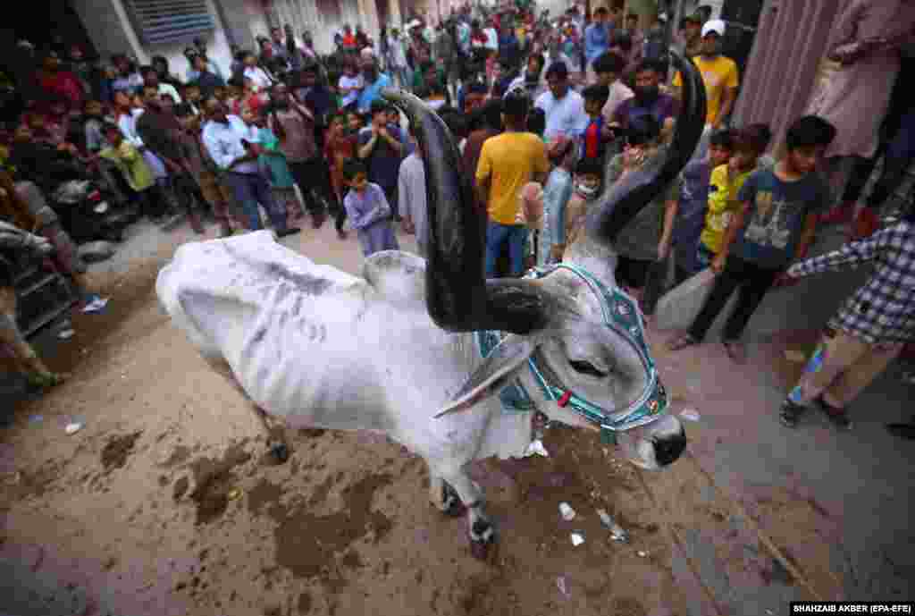 People wait for this cow to be lifted onto a Karachi roof. After the slaughter, it&#39;s traditional to distribute the sacrificial meat to the poor.​