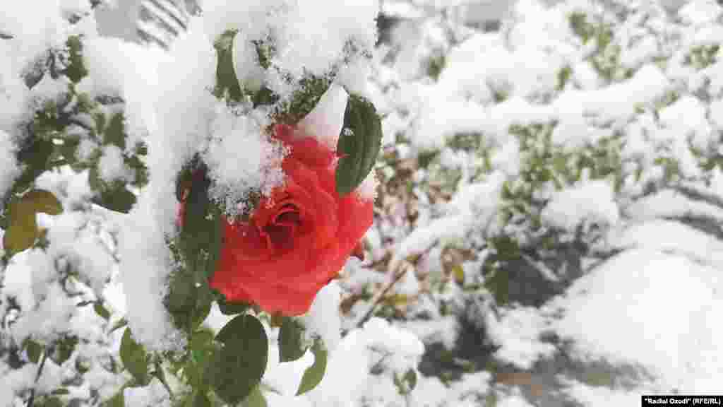 Барфи аввал дар шаҳри Бохтар, 8 декабри соли 2020