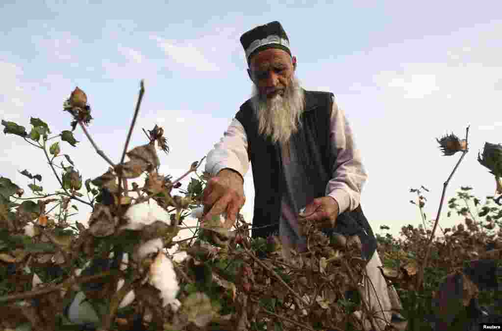 A man harvests cotton in a field near the village of Yakhak, October 10, 2013.