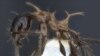 مورچه «فئیدول دروگون»