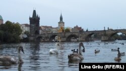 Lebede pe Vltava, pe fundalul Podului Karol, una dintre principalele atracții turistice ale Pragăi. De obicei, podul e plin de turiști, muzicieni, pictori și mici comercianți. Odată cu al doilea val al pandemiei de Covid-19 numărul de turiști a scăzut dramatic.