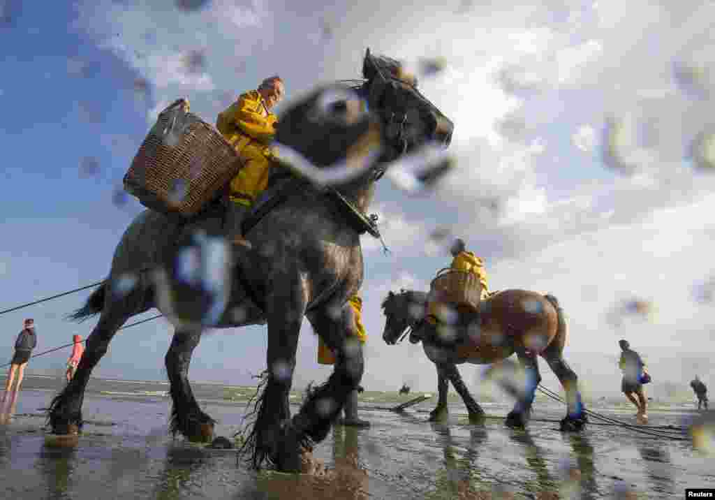 Belgian shrimp fishermen use horses to haul nets into the sea to catch shrimp during low tide in the coastal town of Oostduinkerke. This traditional method of catching shrimp along the North Sea coast, which dates back some 500 years, attracts tourists every summer. In 2013, UNESCO recognized shrimp fishing on horseback as an intangible cultural heritage. (Reuters/Yves Herman)