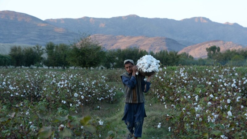 چارواکي: په افغانستان کې د پنبې حاصلات ٢٠ سلنه زیات شوي