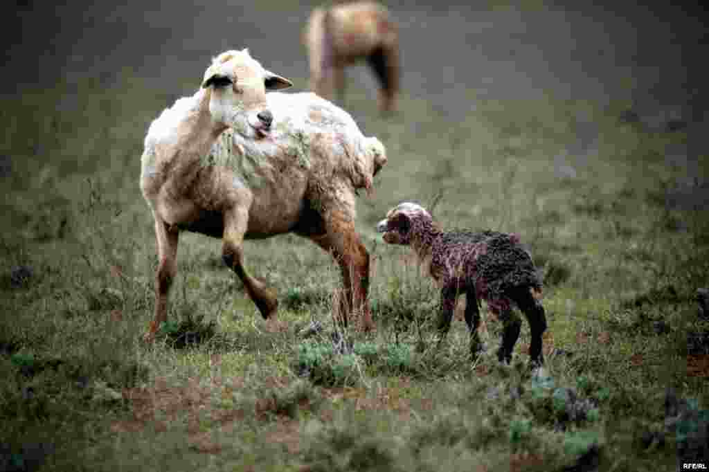 A Spring Passage Through The Caucasus #7