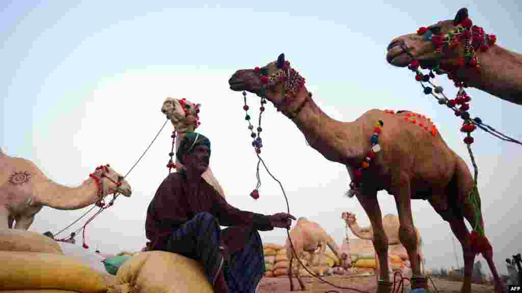 Pakistan - Prodaja stoke na pijaci u Karačiju, 17. oktobar 2012. Foto: AFP / Asif Hassan 