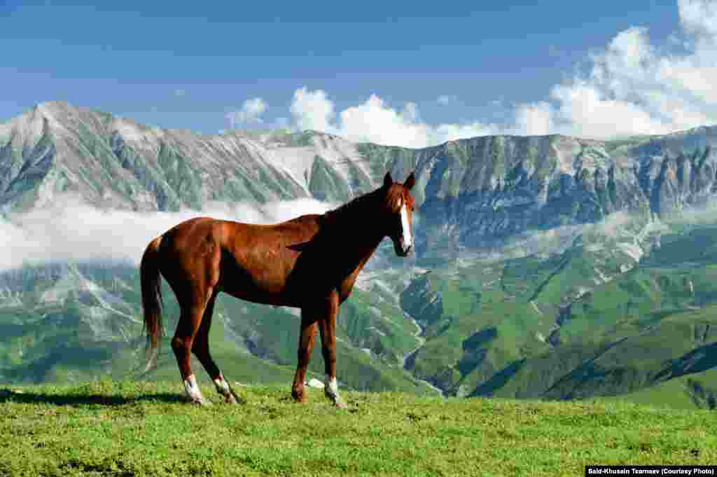 Конь на фоне гор в Чечне