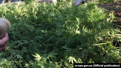 Курение марихуаны в грузии одежда из марихуаны