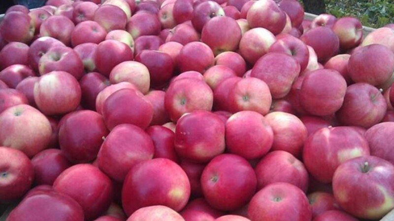 Rusija ukinula zabranu uvoza jabuka iz BiH 