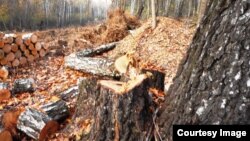 Бандиты работали под видом легальных лесорубов