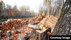 Вырубка деревьев в Бутовском лесу