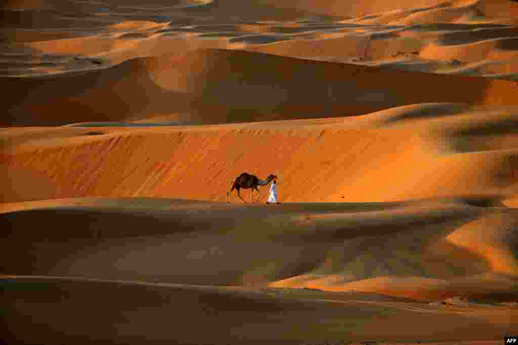 A man walks his camel across the Liwa Oasis, southwest of the Emirati capital, Abu Dhabi. (AFP/Karim Sahib)