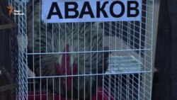 «Свободівці» під Радою вимагають відставки уряду (відео)