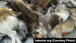 Balkanabatda öýsüz pişikdir itler öldürilip başlandy.