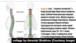 Омуртка тутумунун түзүлүшү.