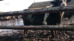 Хворыя жывёлы і кепскае малако: чым пагражае ўтрыманьне калгасных кароў у вадзе і гразі