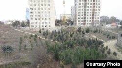 «Botanika Bağı»nda ağaclar necə kəsilib? - [Fotolar]