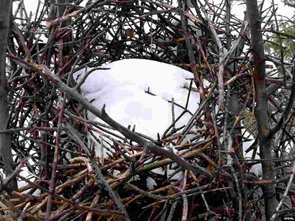 Кыргый алмагачта ерткыч кош тилегән оя корган булган. - Кыргый алмагачта ерткыч кош тилегән оя корган булган.