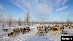 Выпас оленей на Ямале, архивное фото