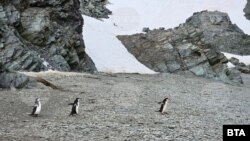  Пингвини в Антарктида 