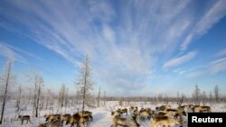 Півострів Ямал (ілюстраційне фото)