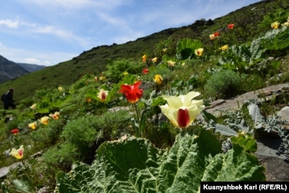 Жалаңаш Анна Антонелли