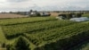 Climate Sweden Wine