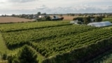 Climate Sweden Wine